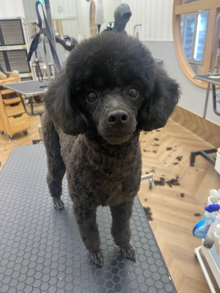 ��o���X�^�C��