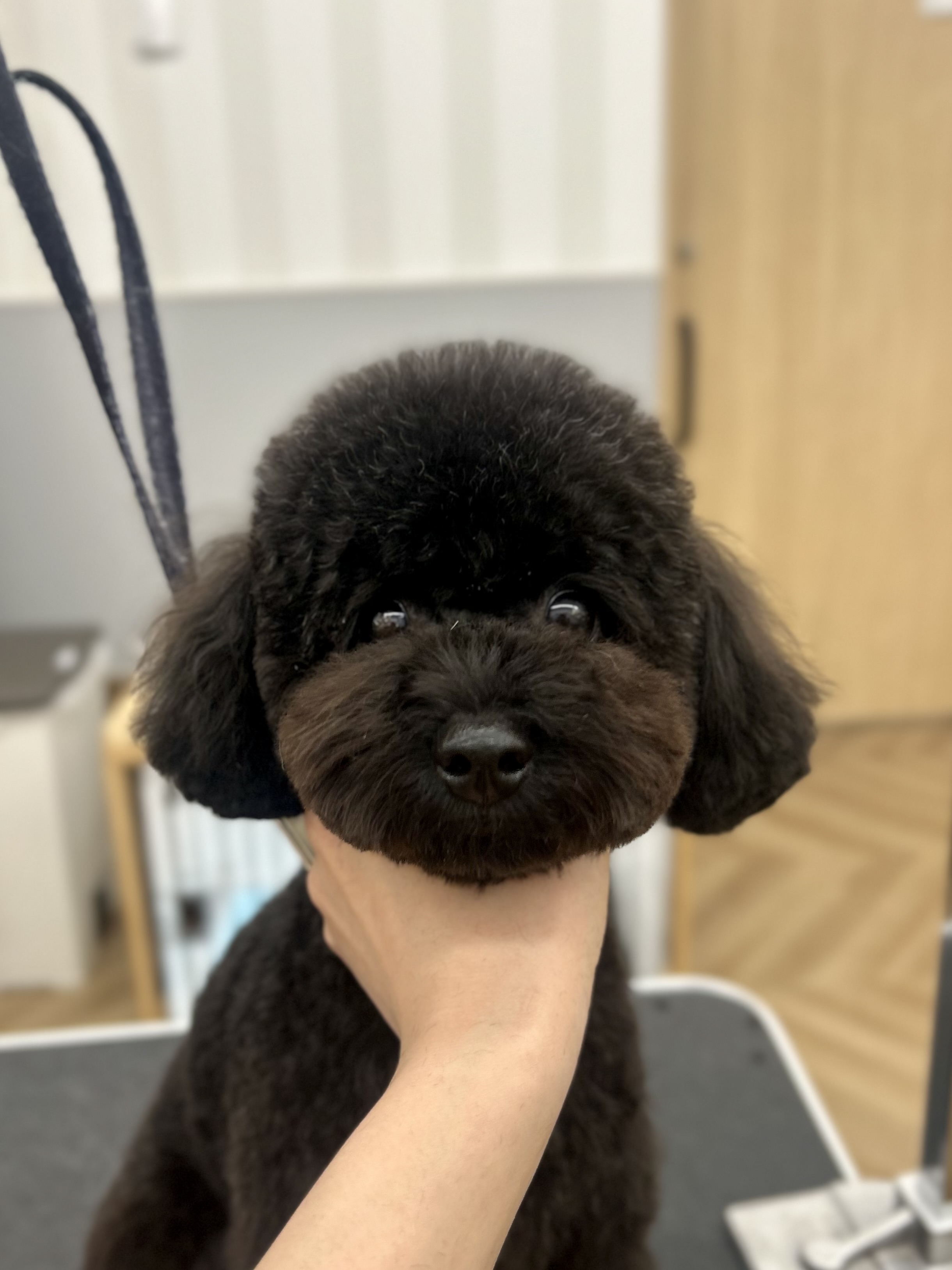 �Ă񂿂��ӂ���x�A�J�b�g