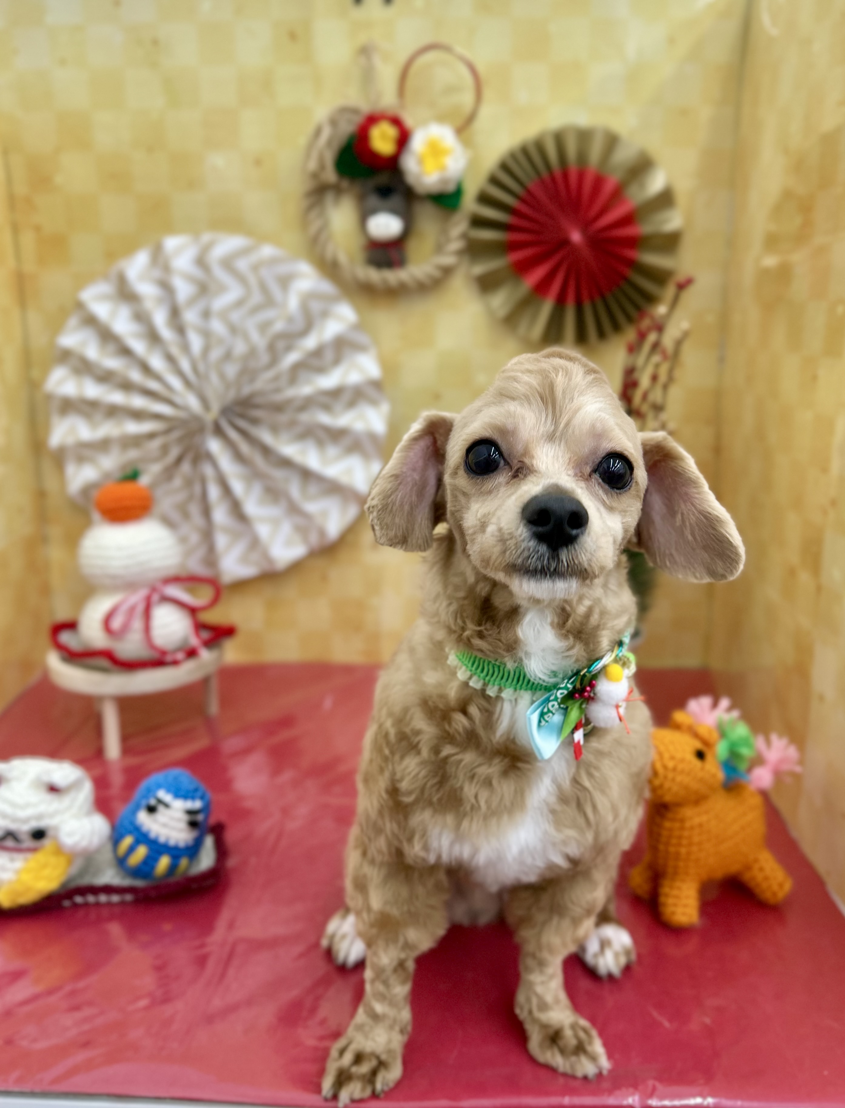 �������胂�q�J�����r�J�b�g