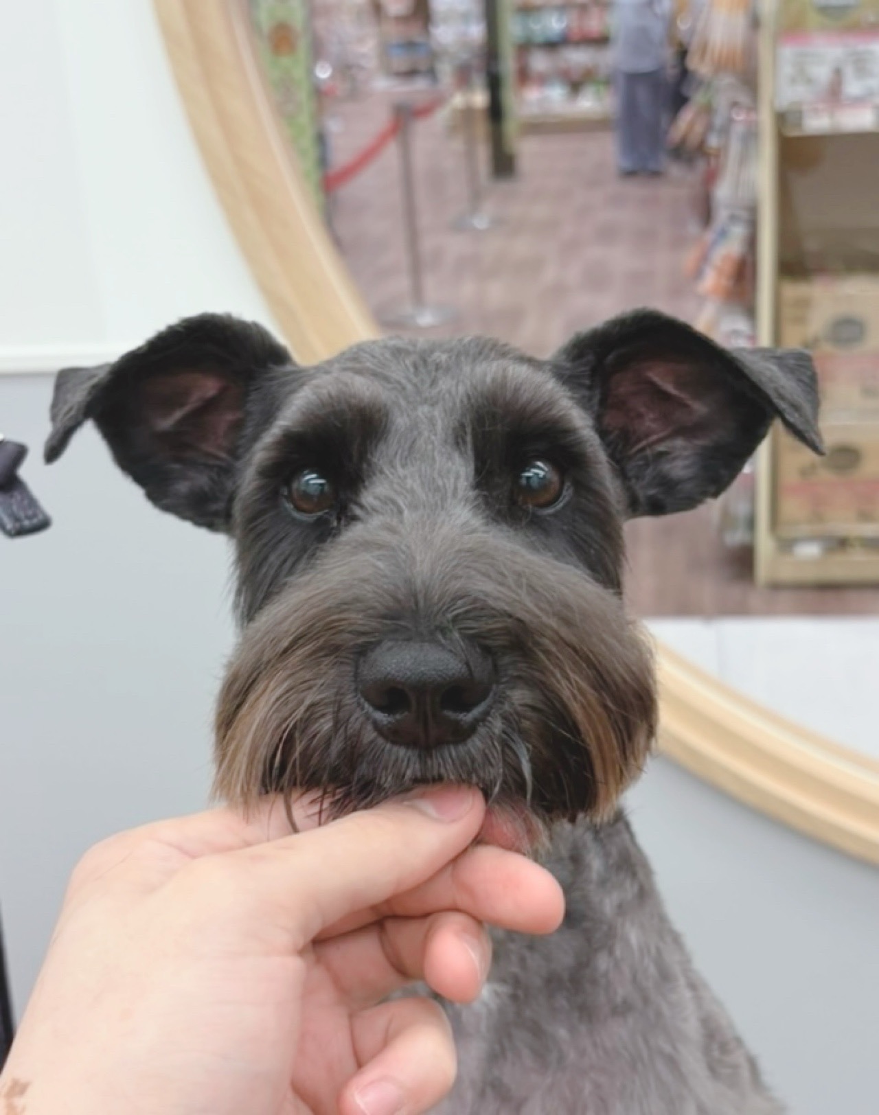 ��������V���i�J�b�g