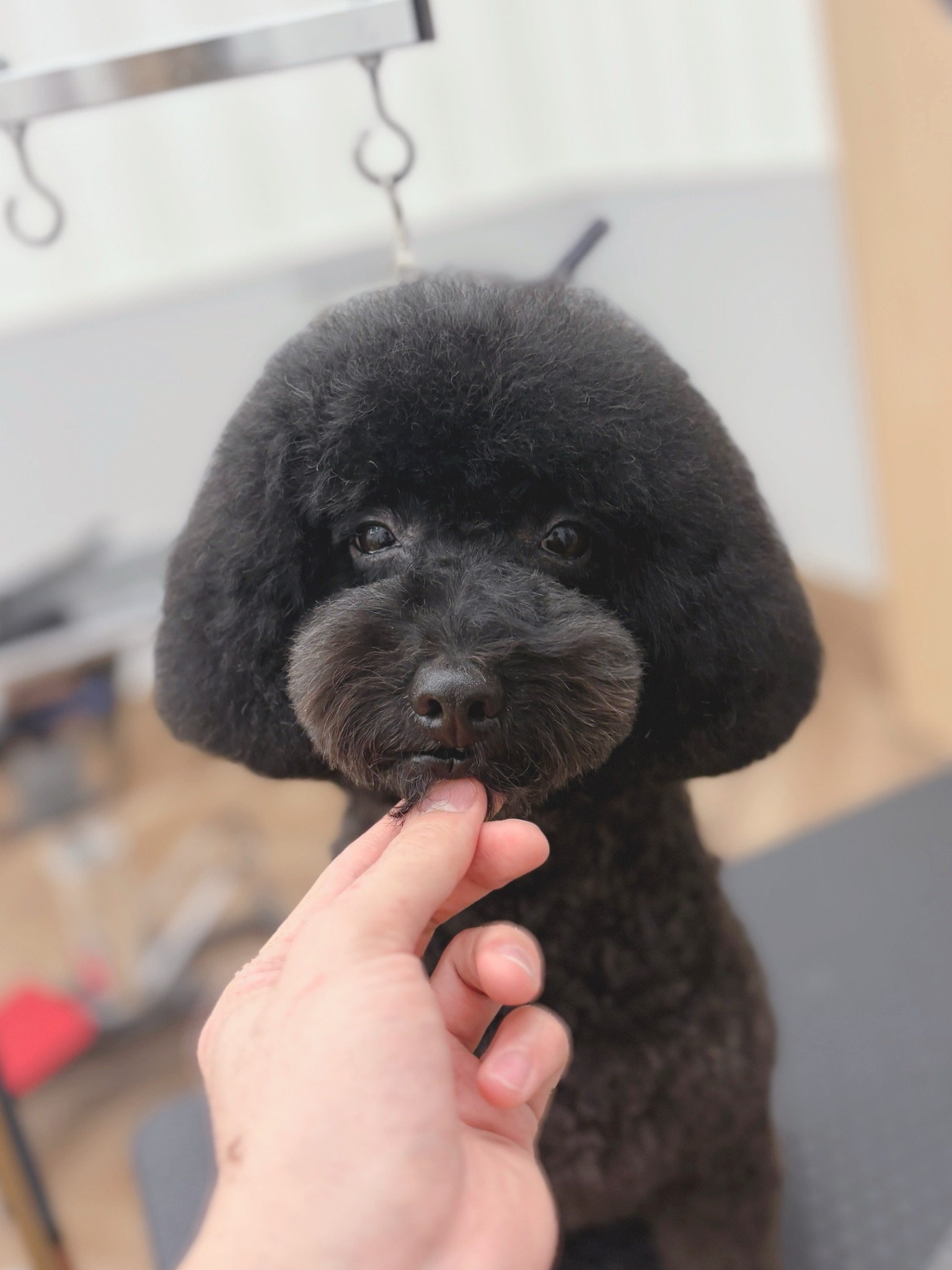 �ӂ��蓪�̃e�f�B�x�A�J�b�g