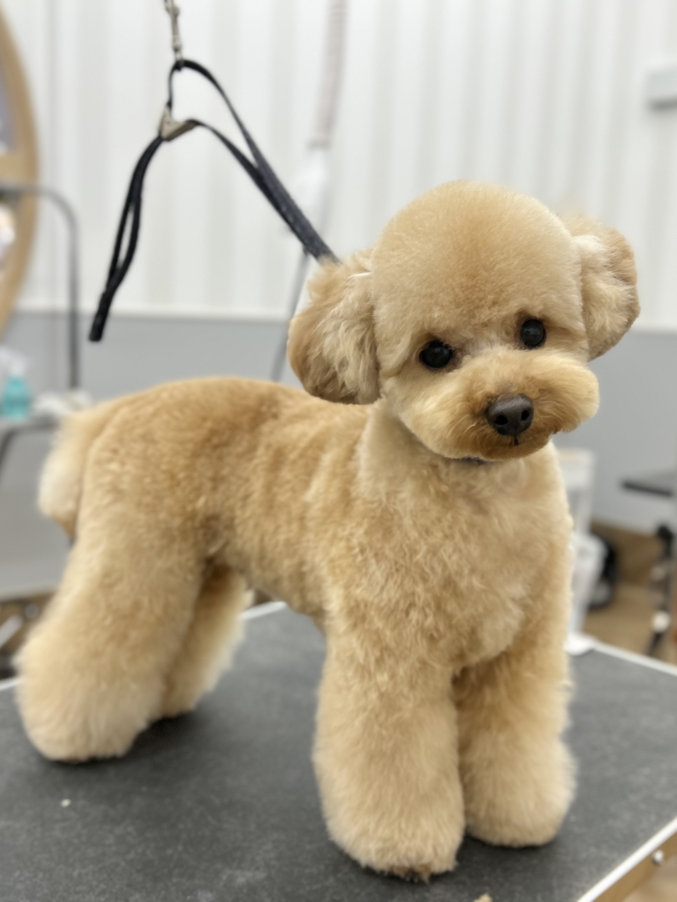 �ӂ���e�f�B�x�A�J�b�g