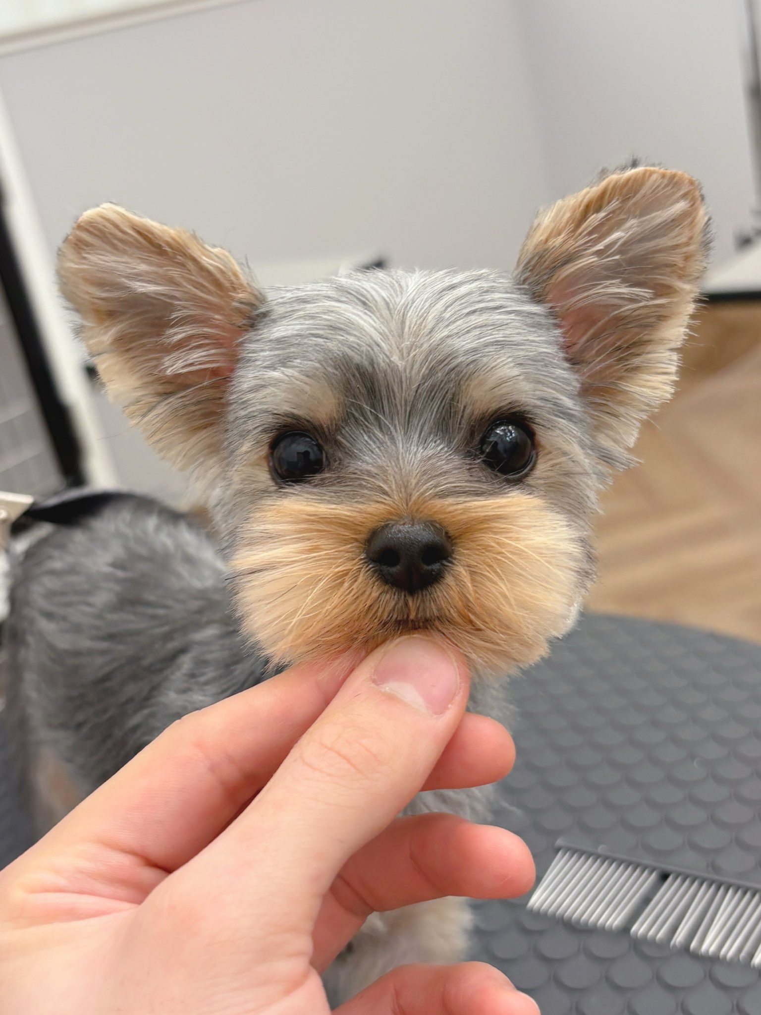 ���߂����̃p�s�[�����J�b�g