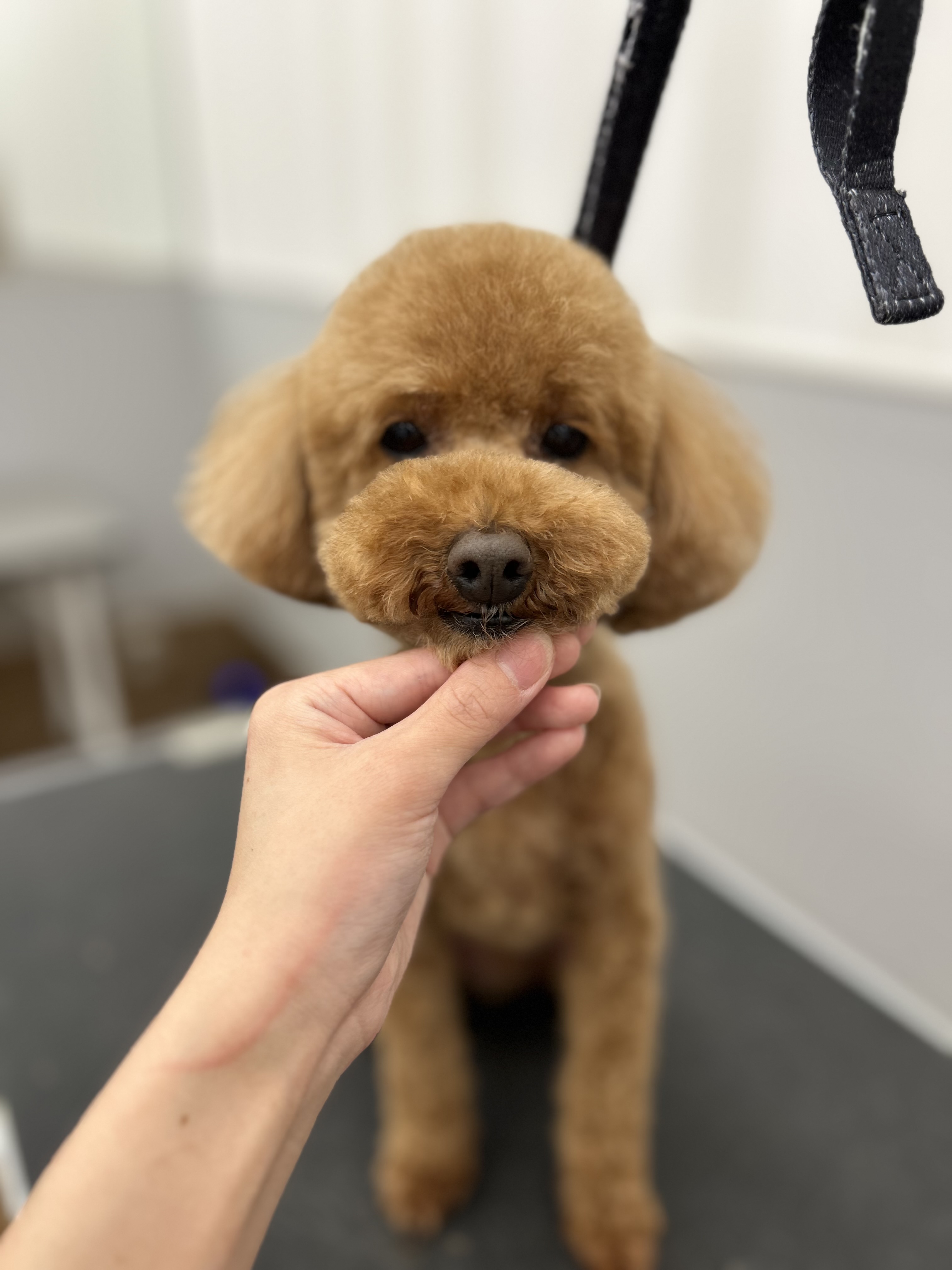 ��������e�f�B�x�A�J�b�g