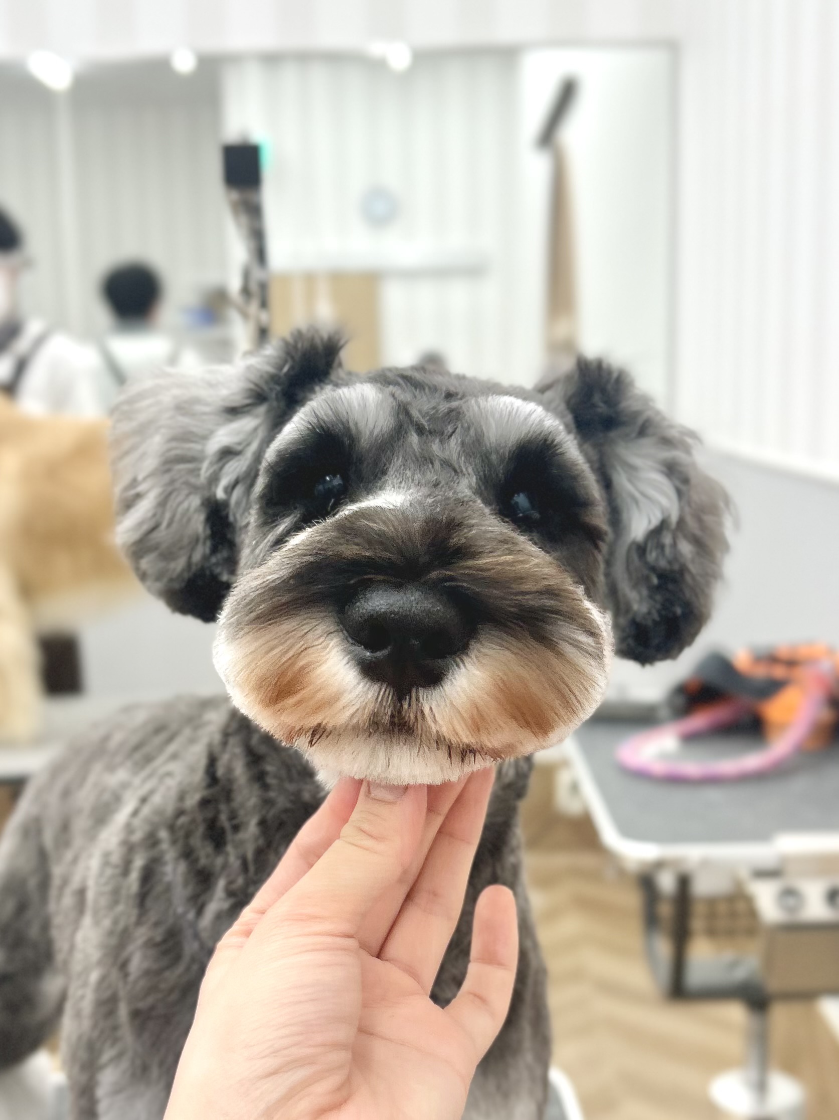 �V���i�̃X�b�L���}�C�A�~