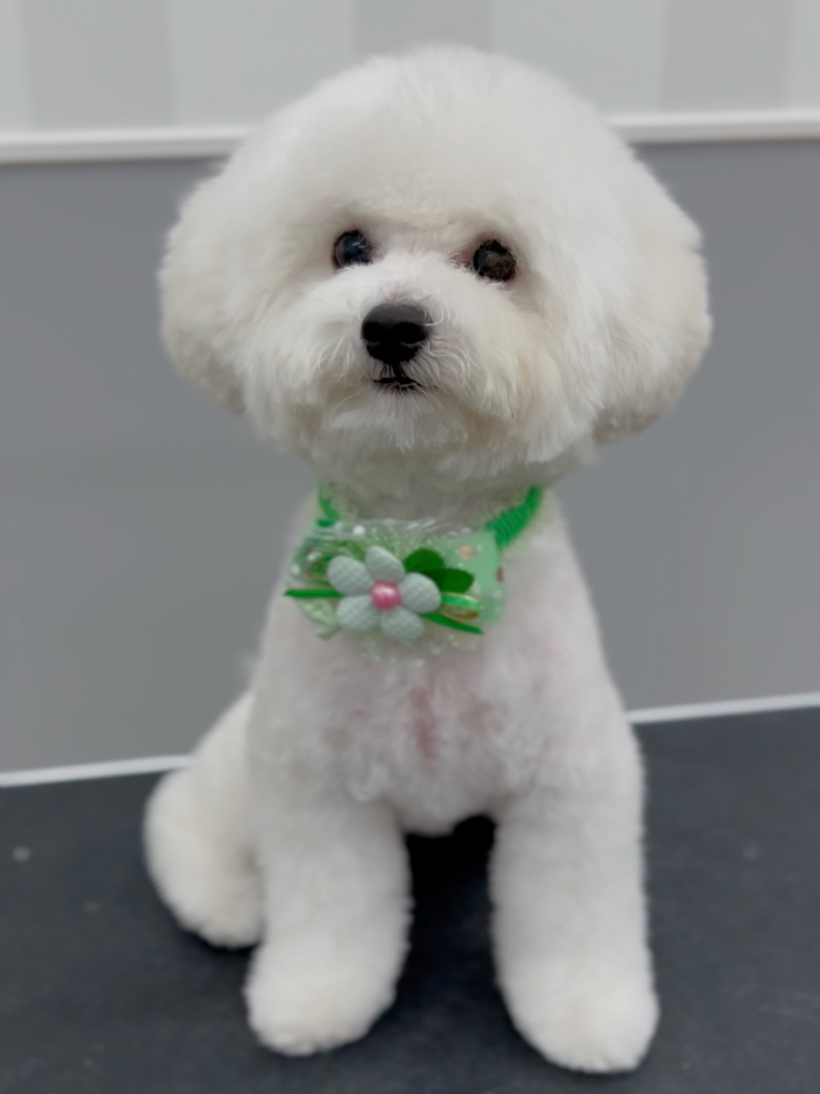 �r�V�����J�b�g