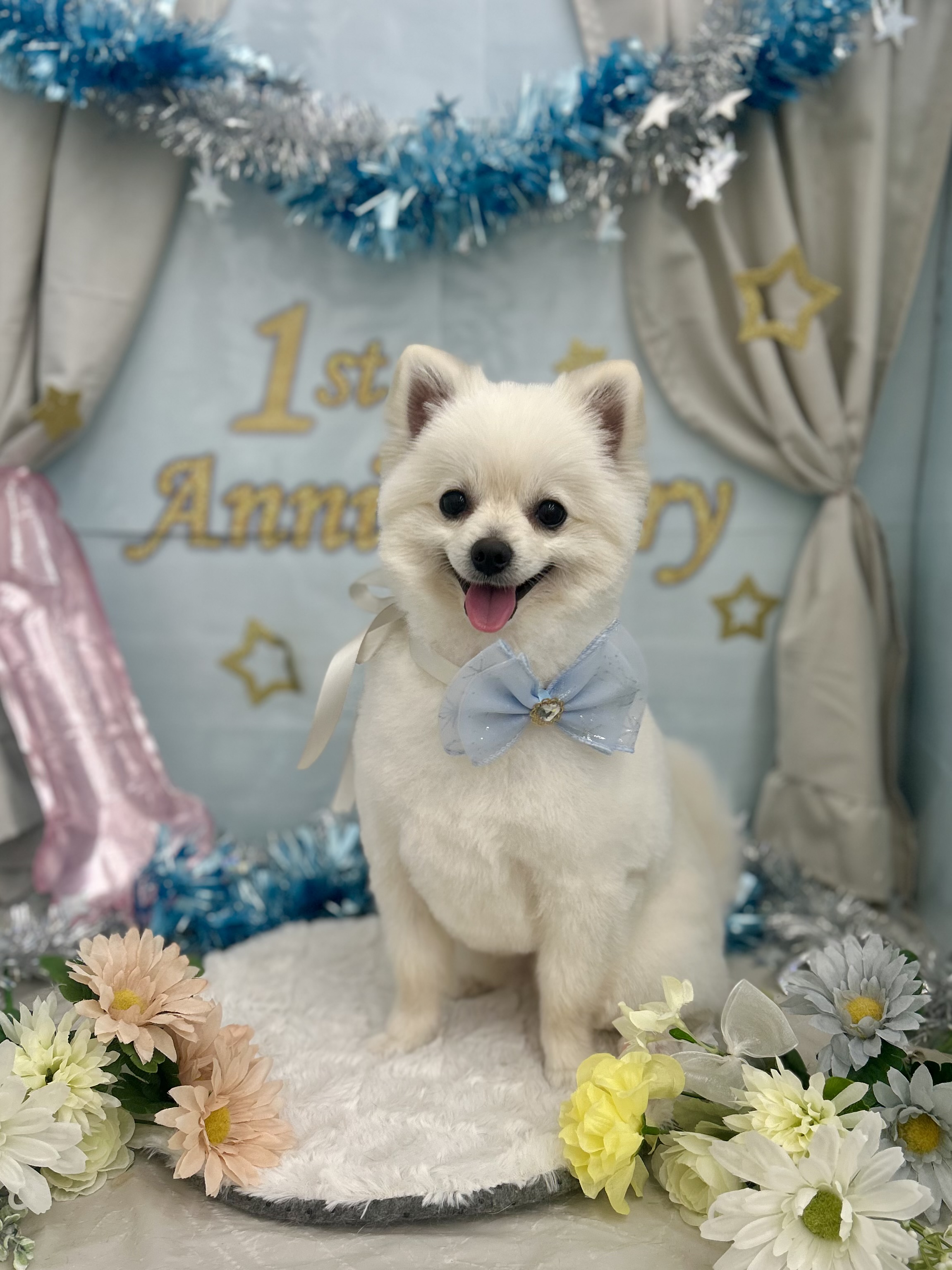 �|�����j�A���̎Č��J�b�g