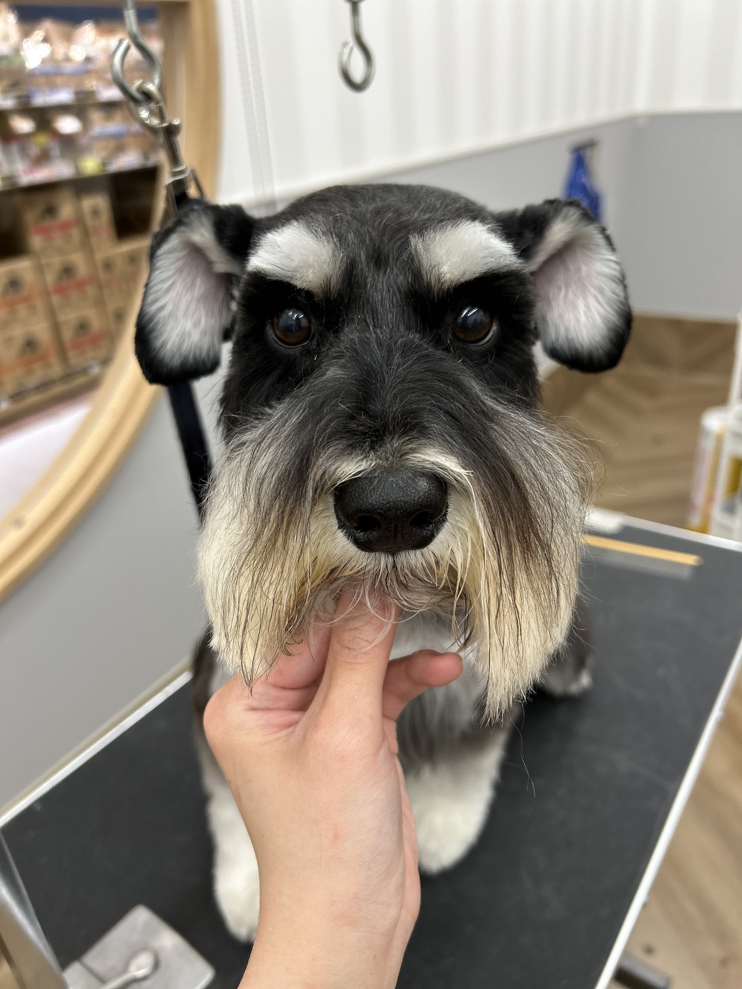 �V���i�̃X�^���_�[�h�J�b�g