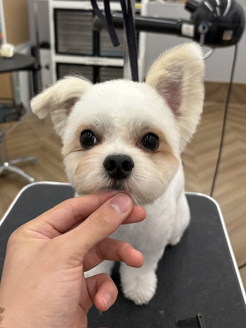 �n�b�s�[�����̂܂�܂�J�b�g