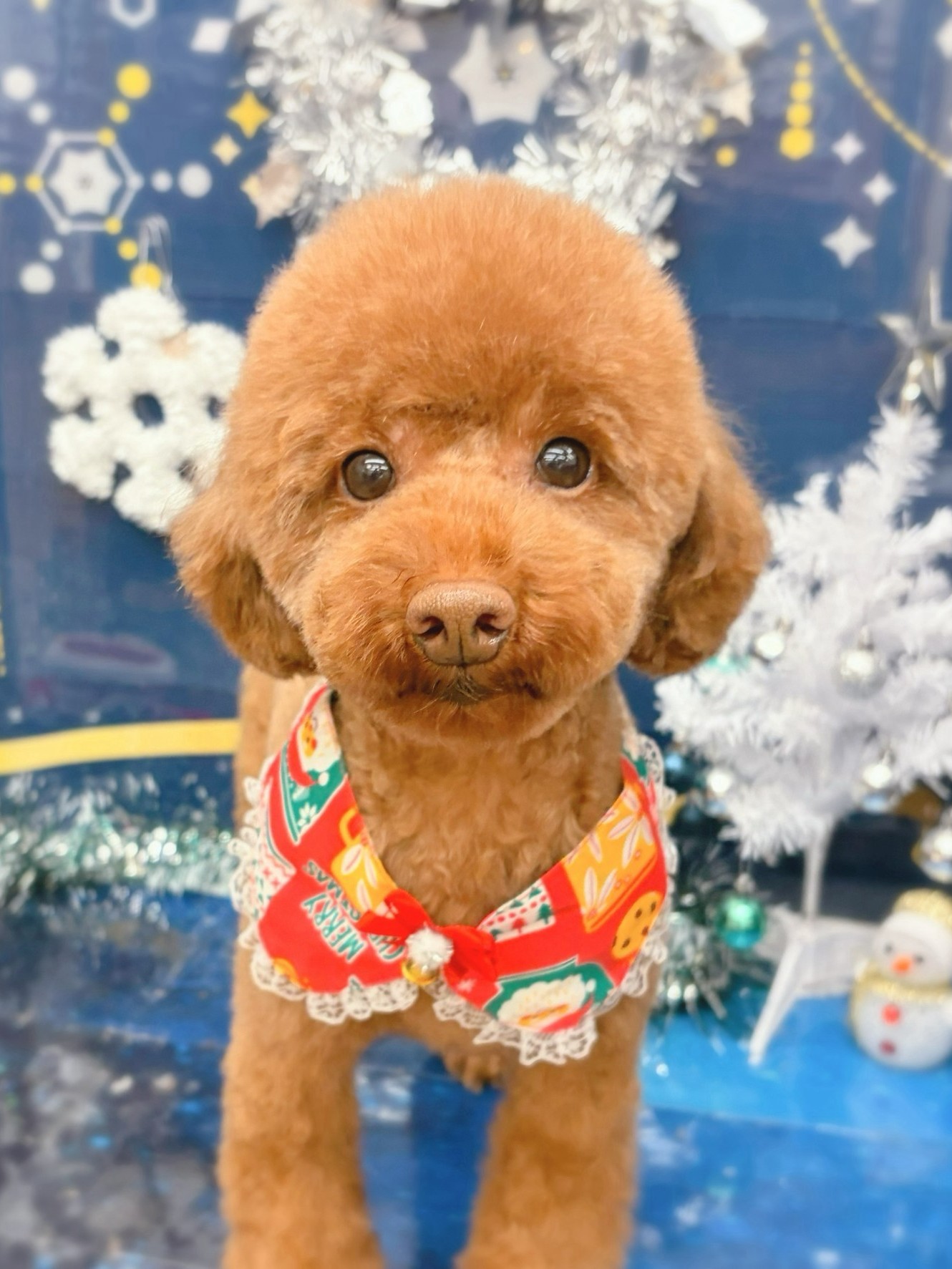 �X�b�L���t�F�~�j���J�b�g��