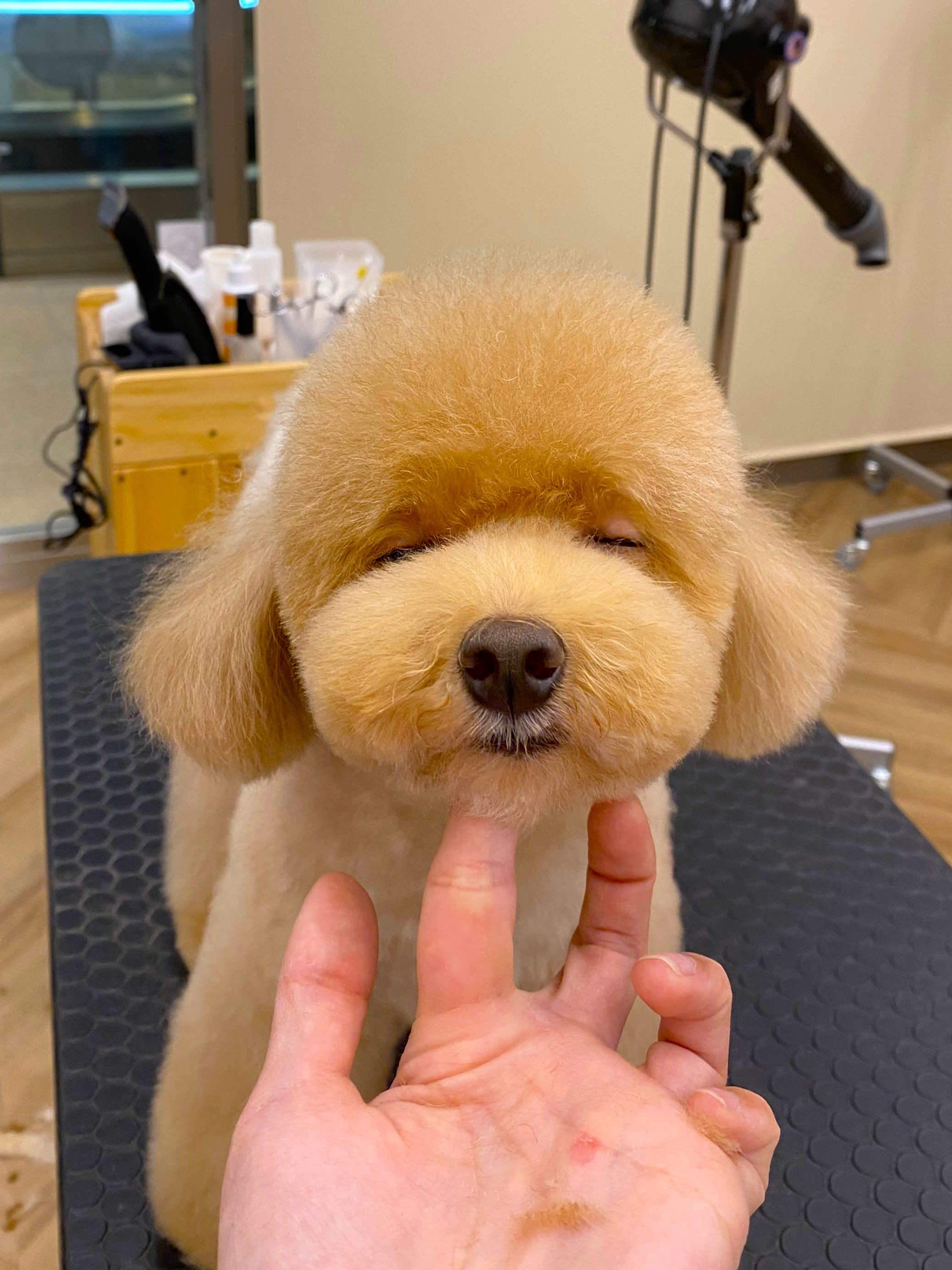 �s�m����̃e�f�B�x�A�J�b�g