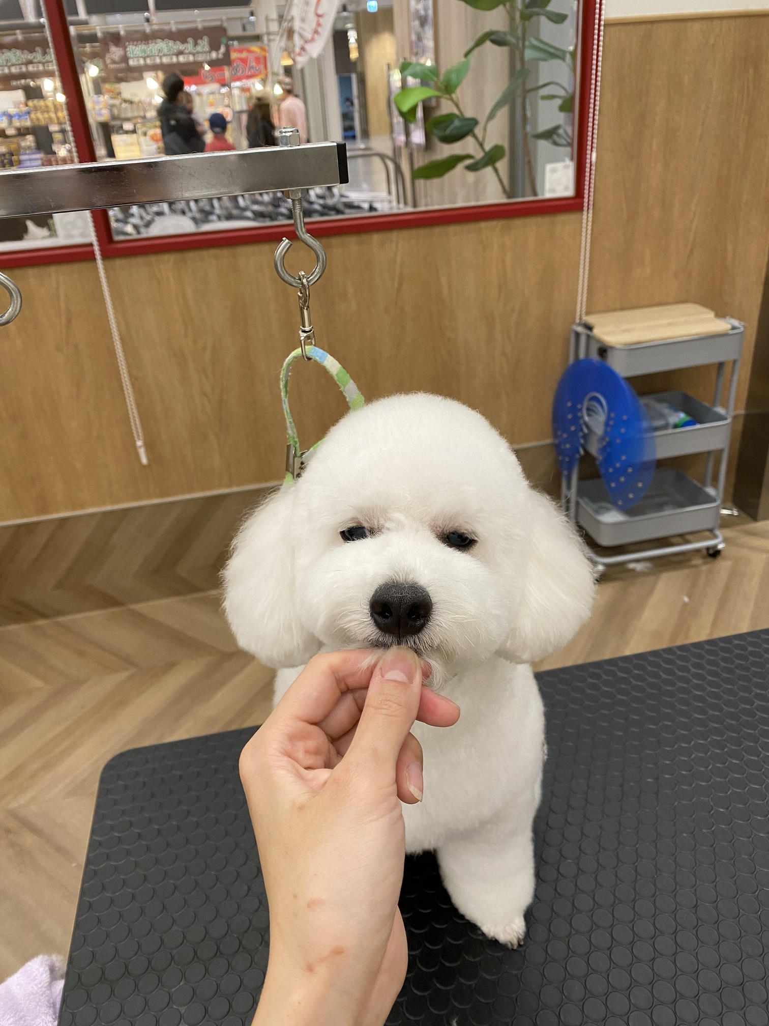 �|�|����̃e�f�B�x�A�J�b�g