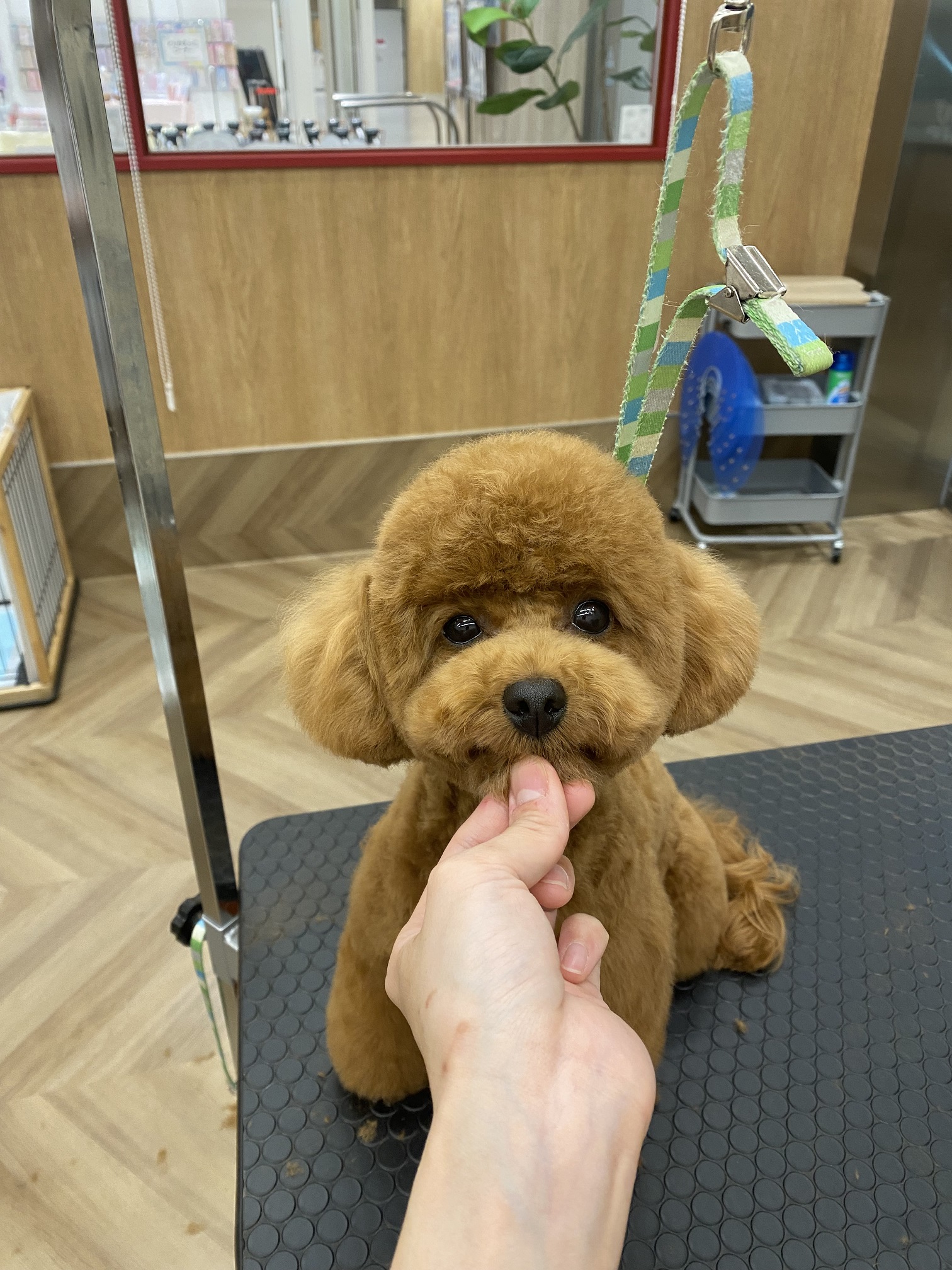 �`���R�����̃e�f�B�x�A�J�b�g