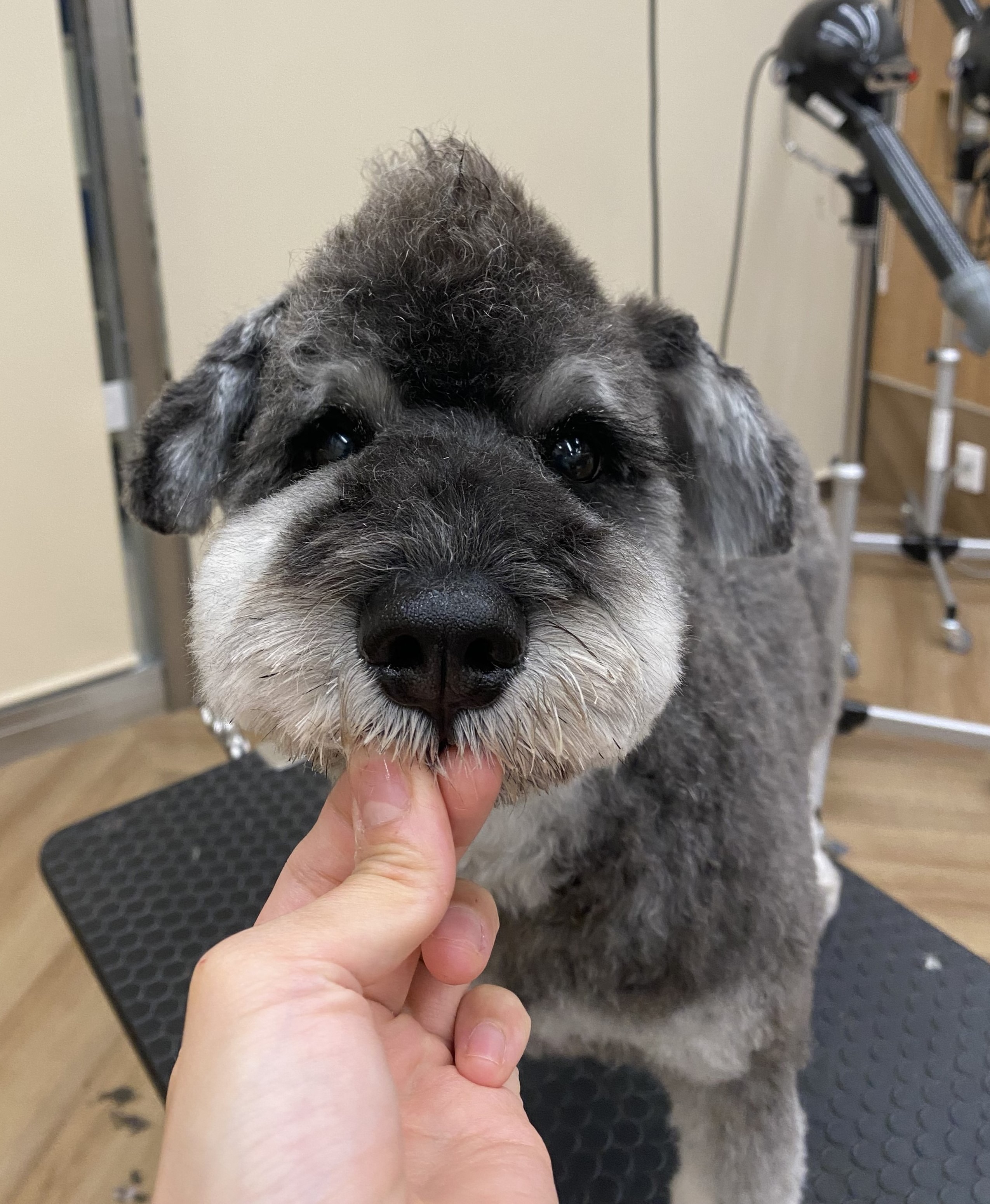 �V���i�̃��q�J���J�b�g