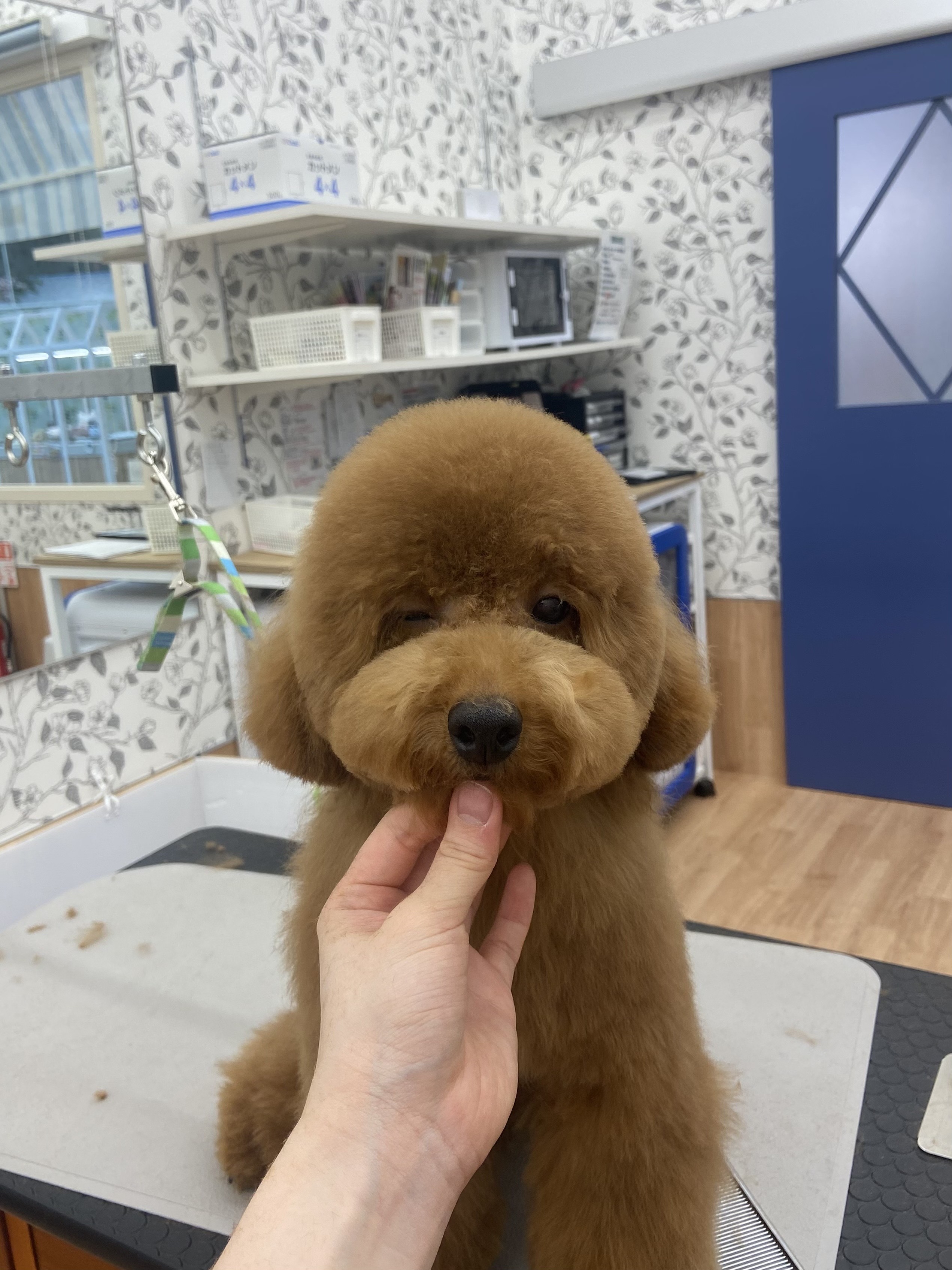 �܂�܂�e�f�B�x�A�J�b�g