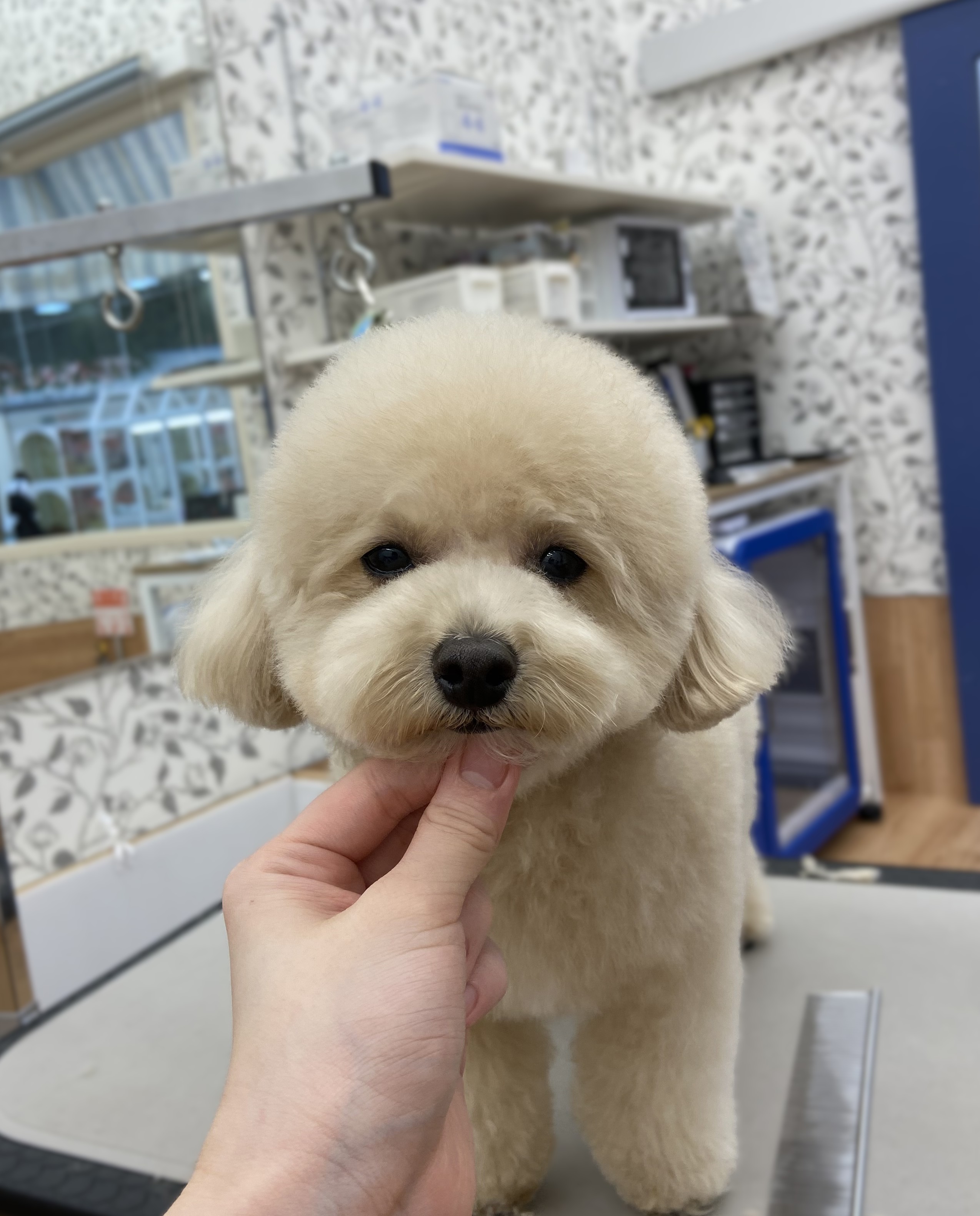 �ӂ���e�f�B�x�A�J�b�g