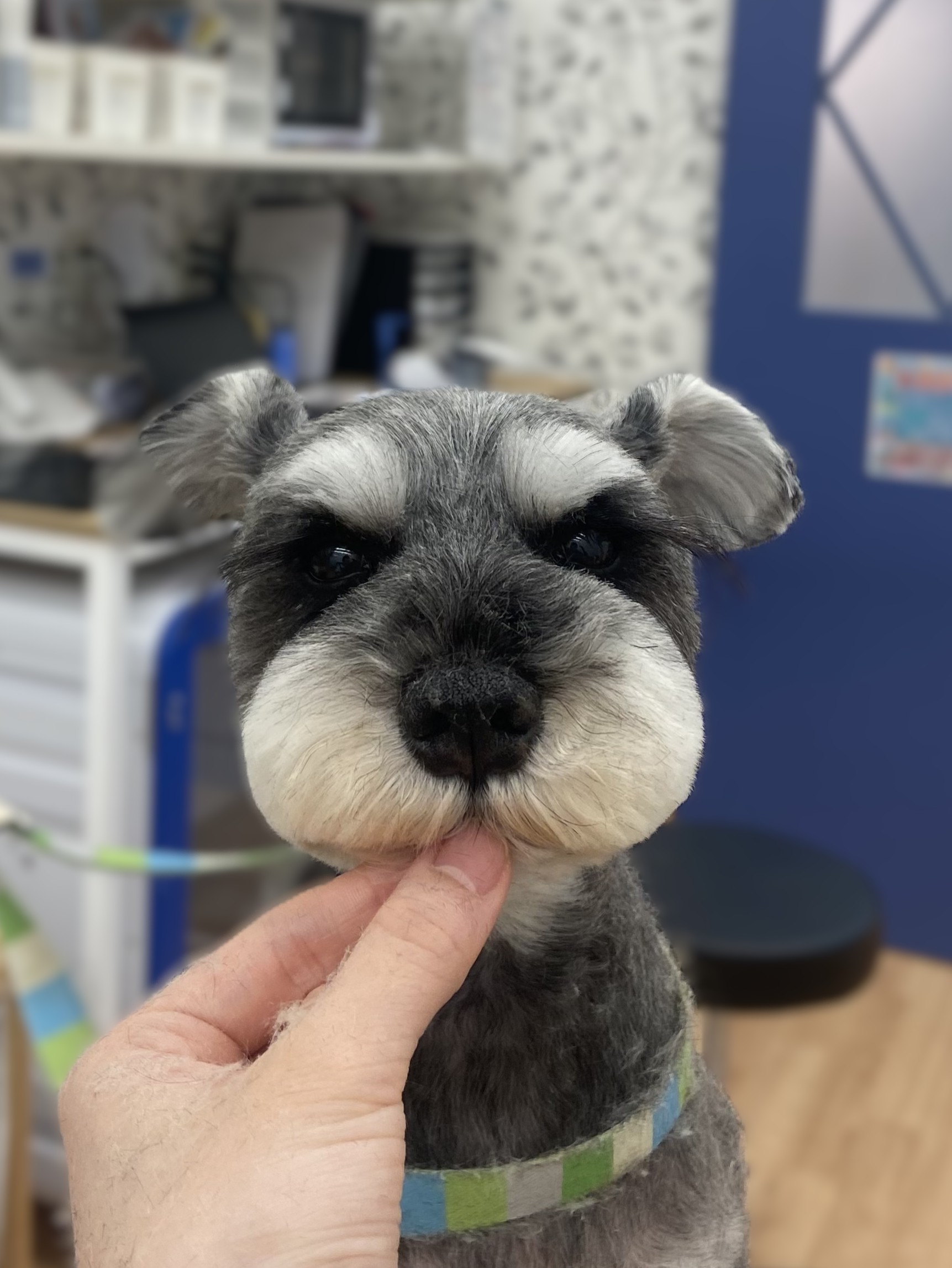 �����ӂ���V���i�J�b�g