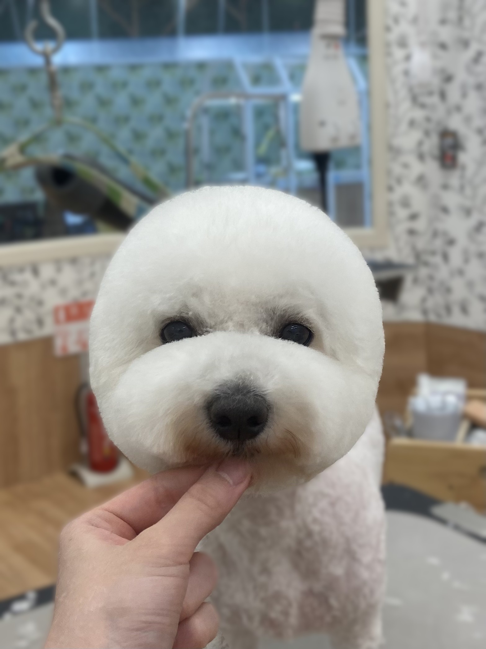 ���ނ��т���̊ۂ����J�b�g