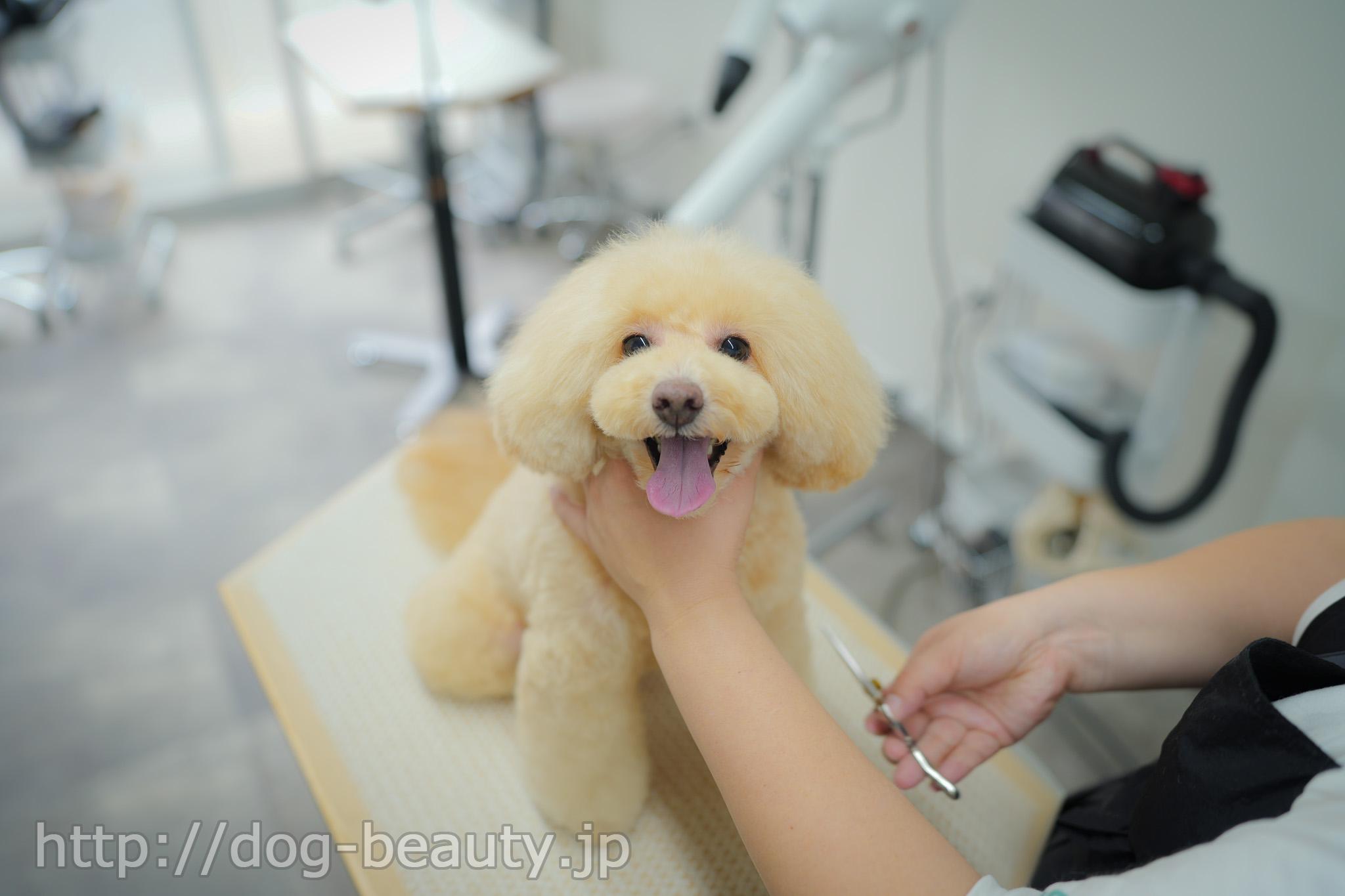 solun grooming studio&hotel