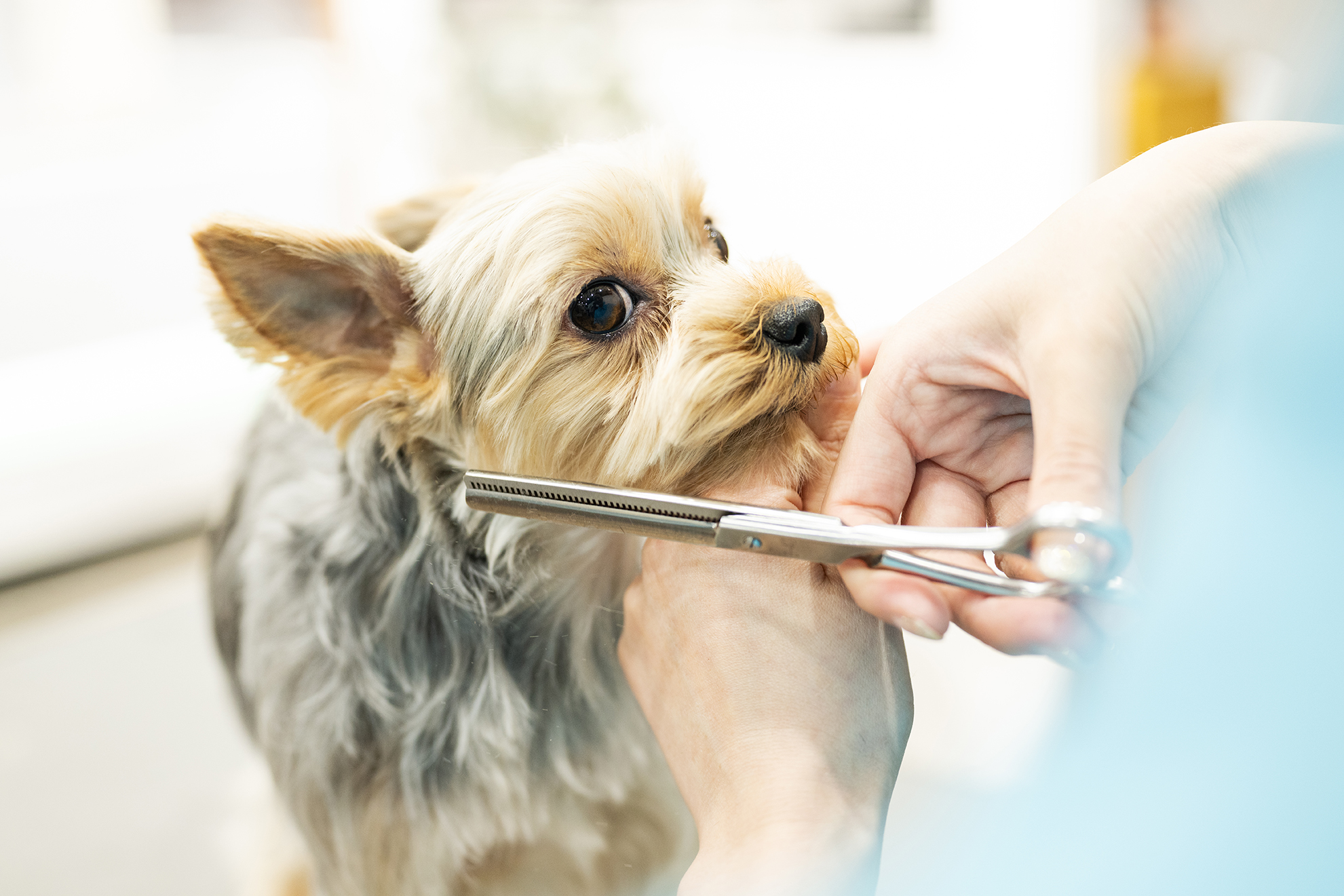 �������[�N���l�s�}�X