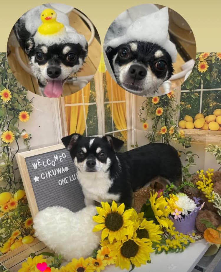 �������[�N�����V���w�O�X