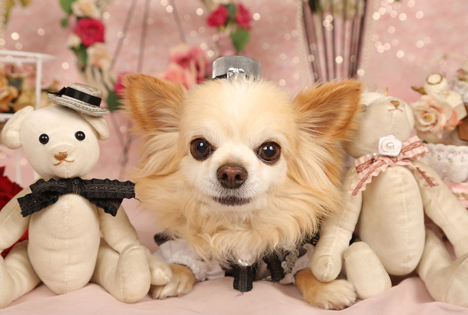 �y�b�g�T�����K�[�f��