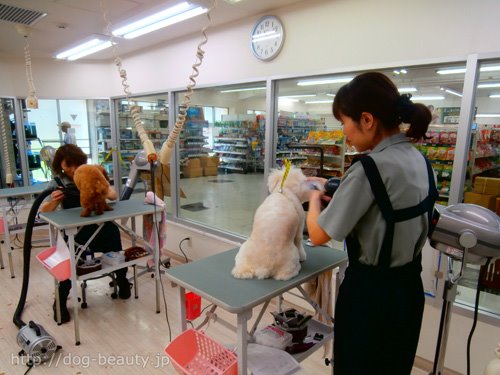 市川駅 ペット用品 安い