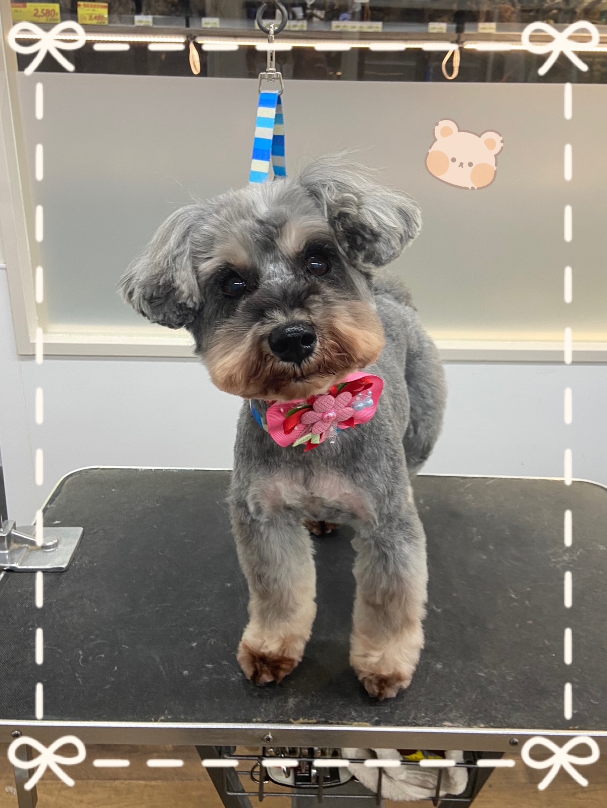 �V���i�̃e�f�B�J�b�g��