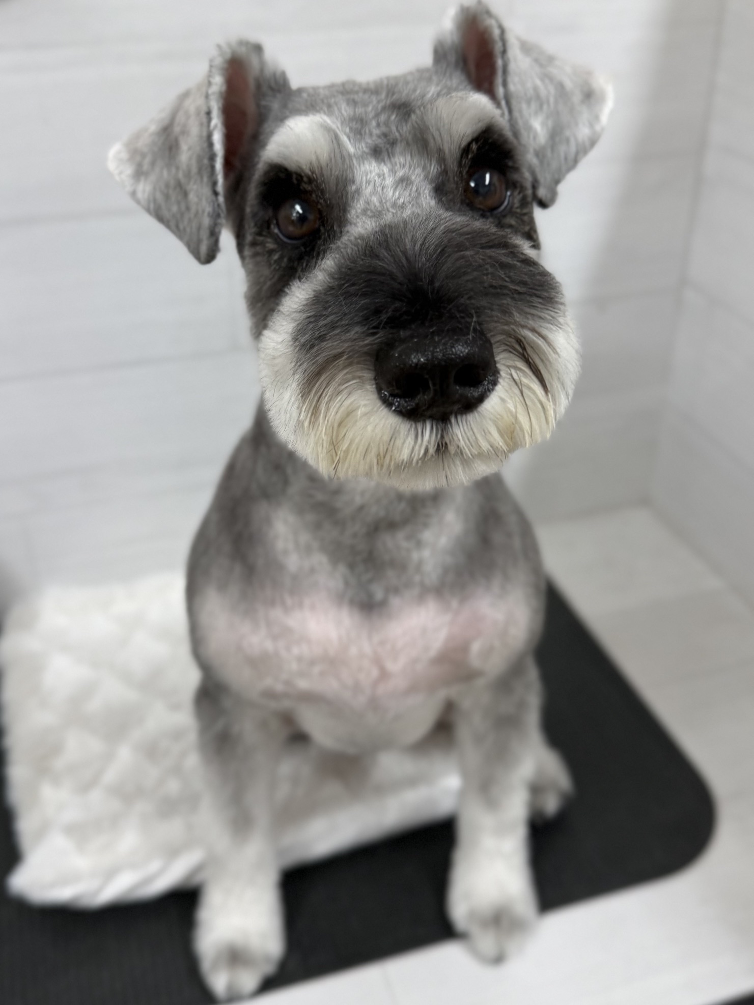 ��������V���i�J�b�g
