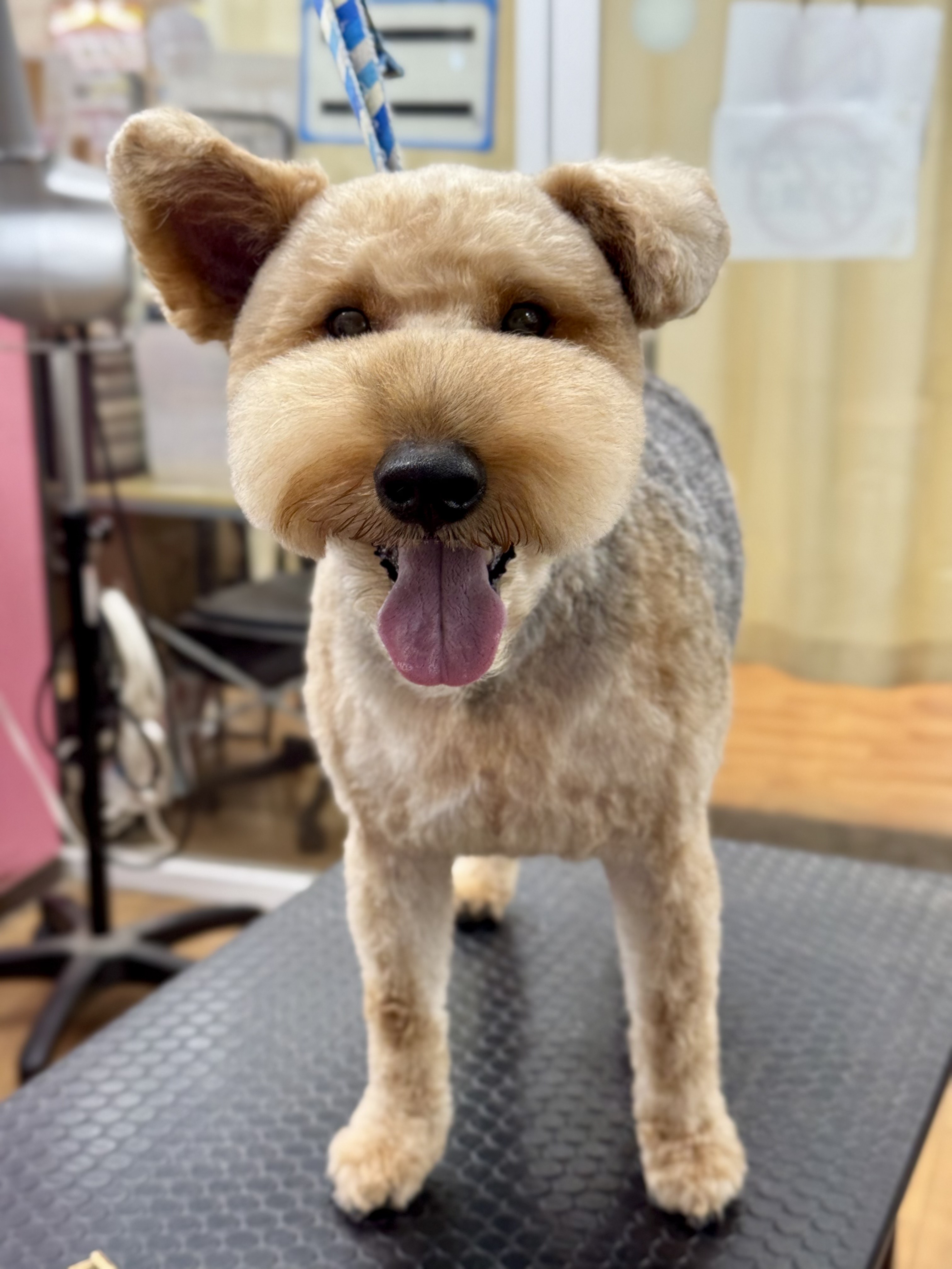 �}�Y���ӂ���q���܃J�b�g