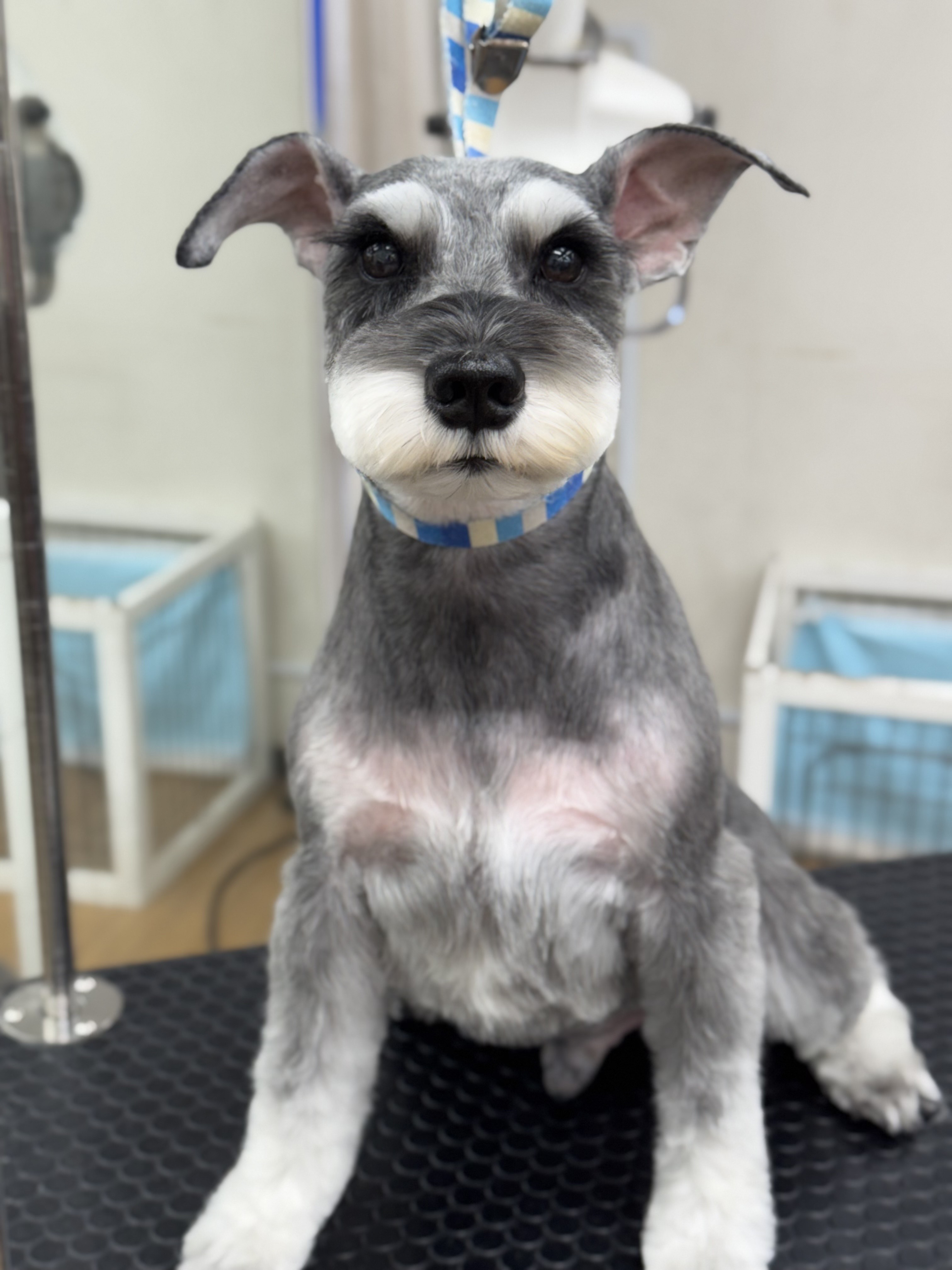 �X�b�L���V���i���C���J�b�g