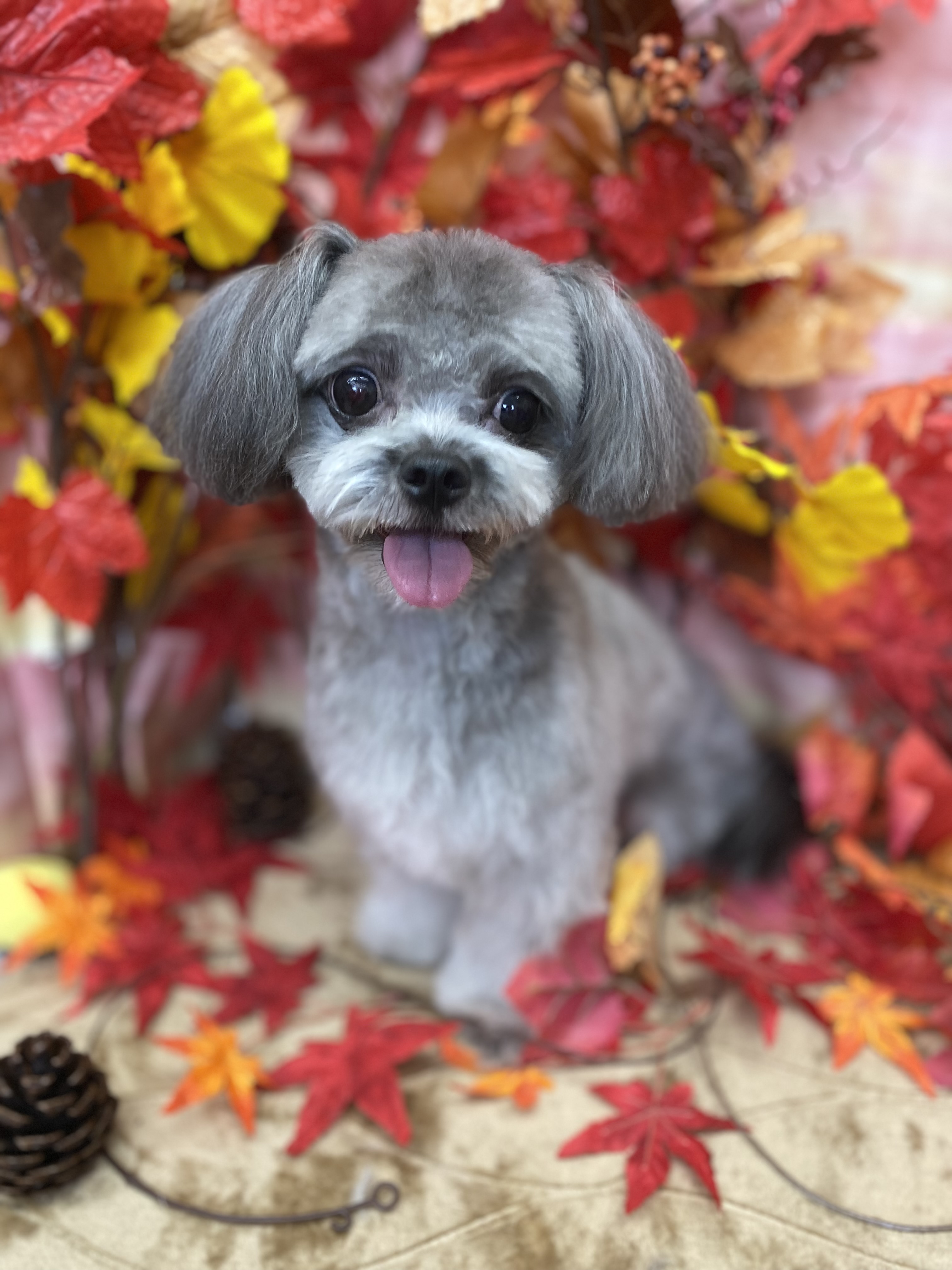 �X�b�L���ۂ�