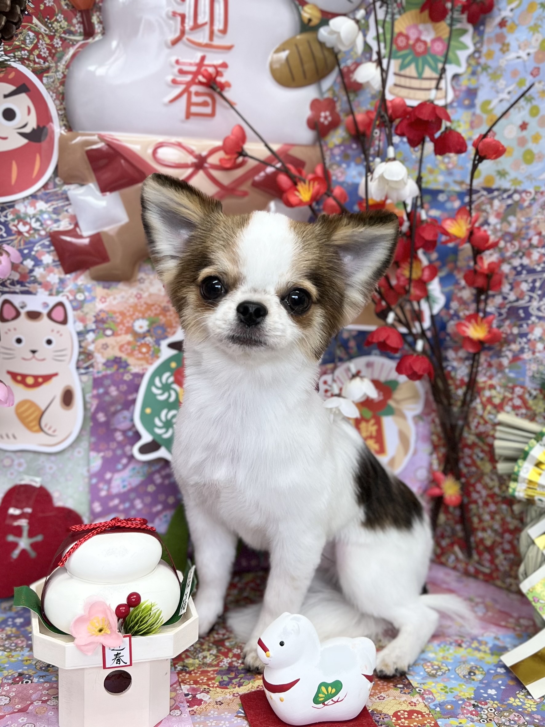 �܂邭��J�b�g