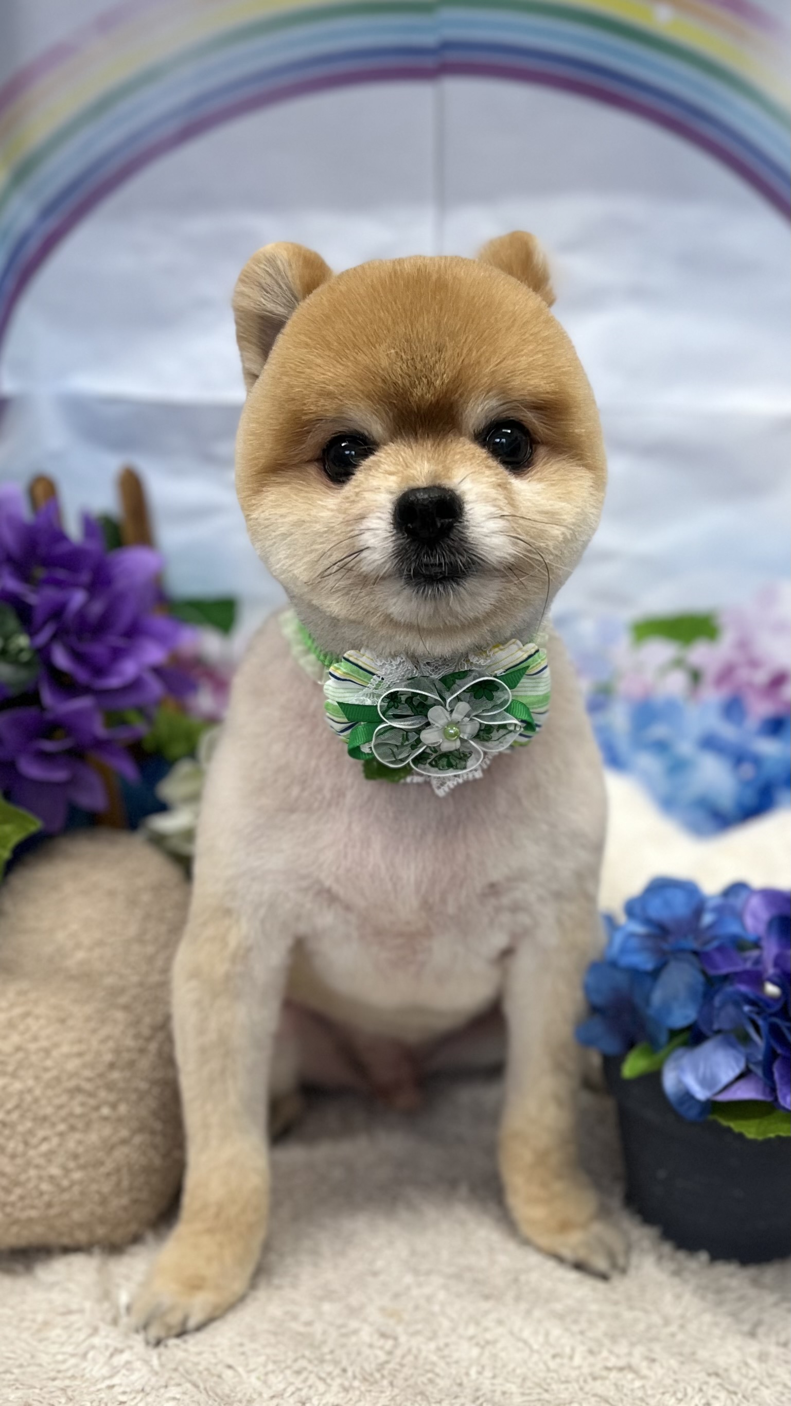 �����낤����̃T�}�[�J�b�g