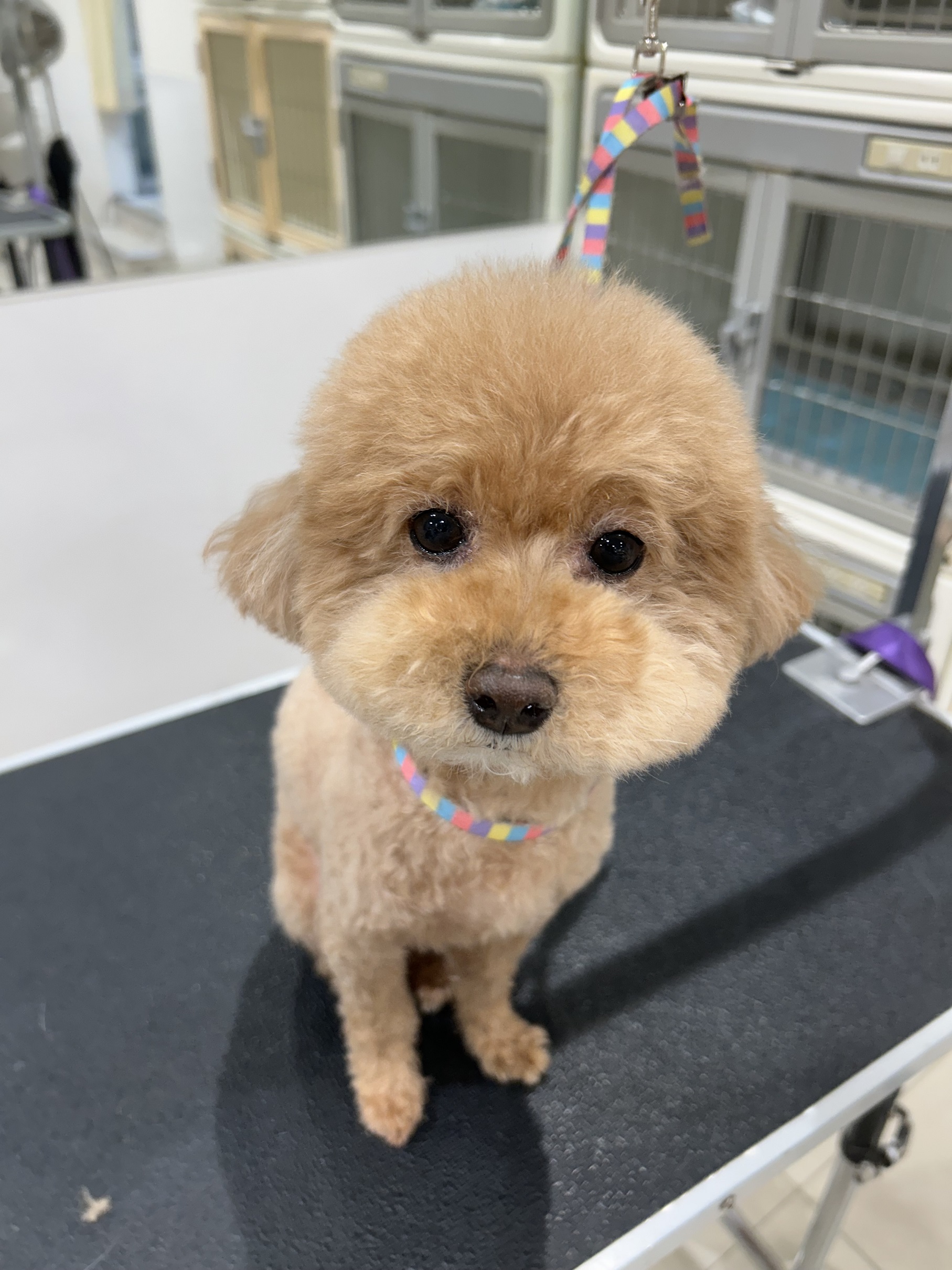 �ӂ���e�f�B