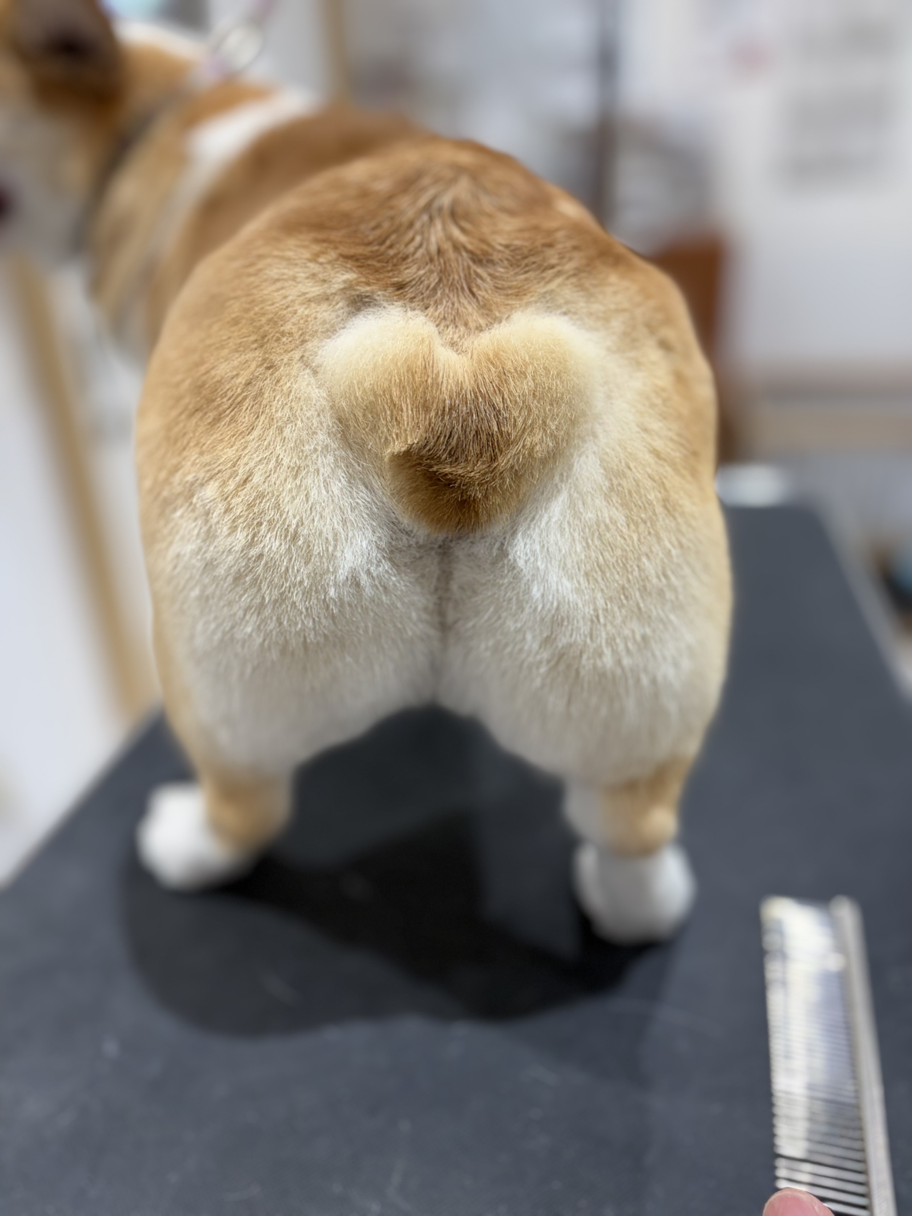 �K���n�[�g�J�b�g