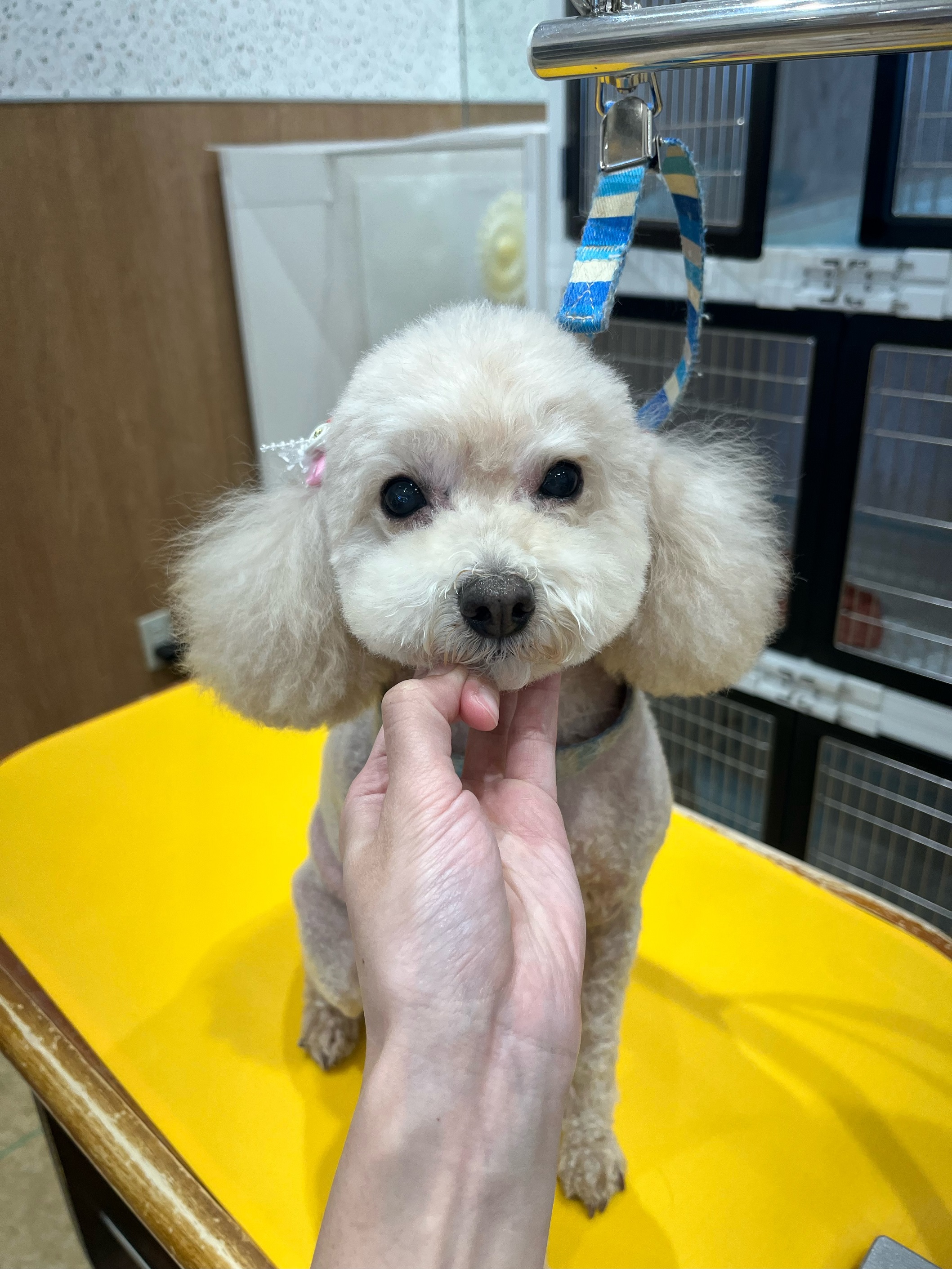 ��������e�f�B�x�A�J�b�g