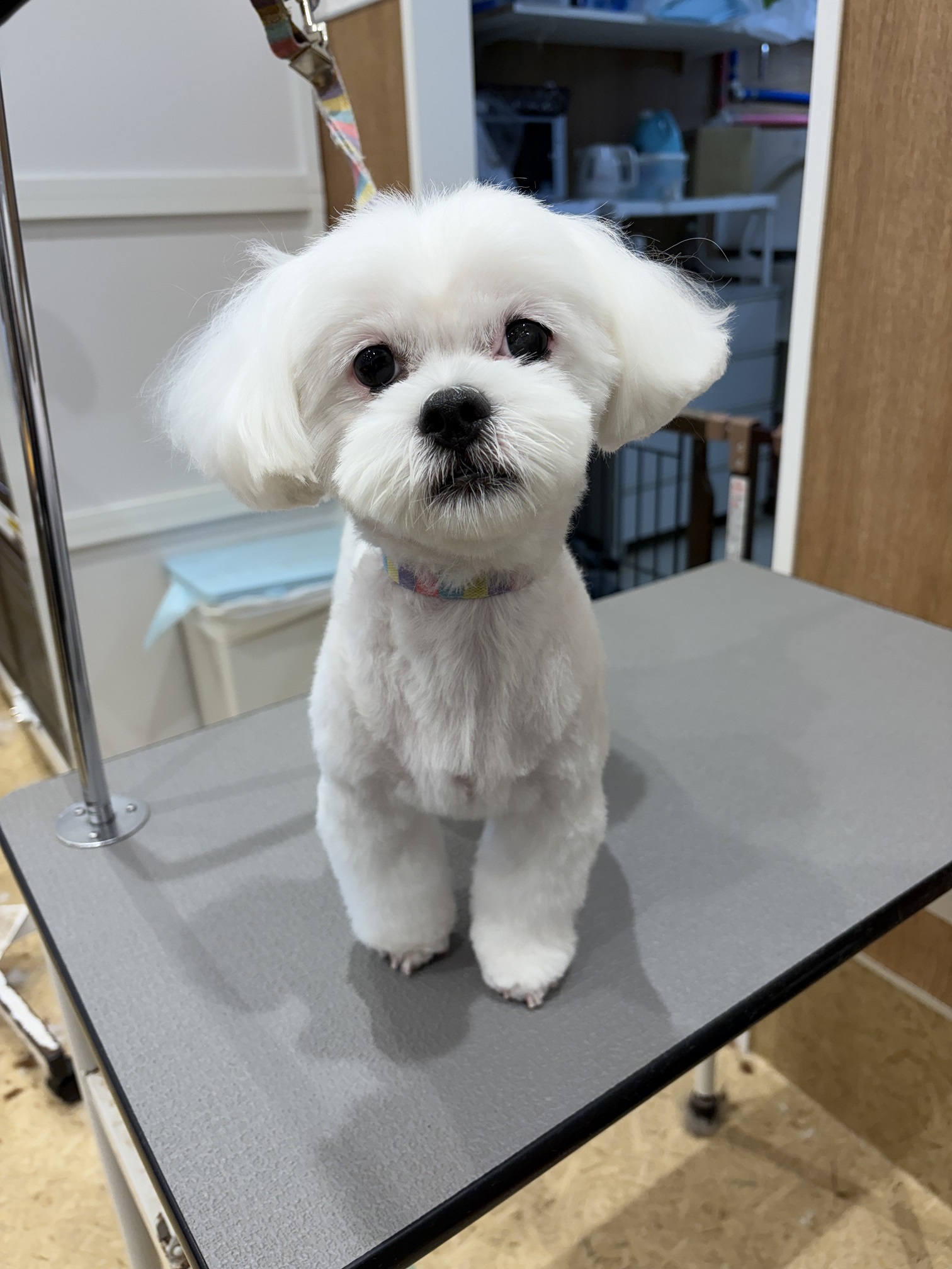��������J�C�����X�^�C��